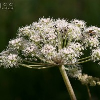 Angelica, Wild Angelica